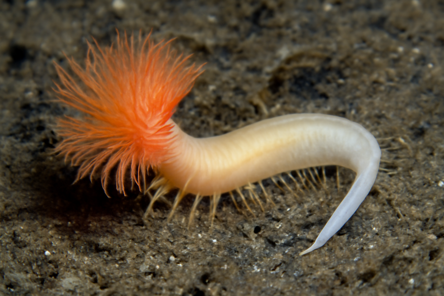 Laubieriopsis