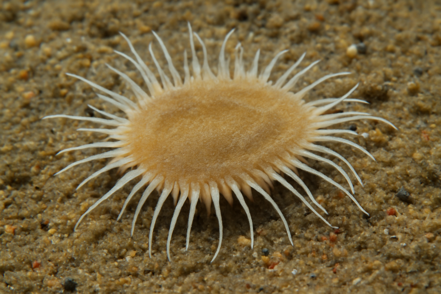 Diplocirrus