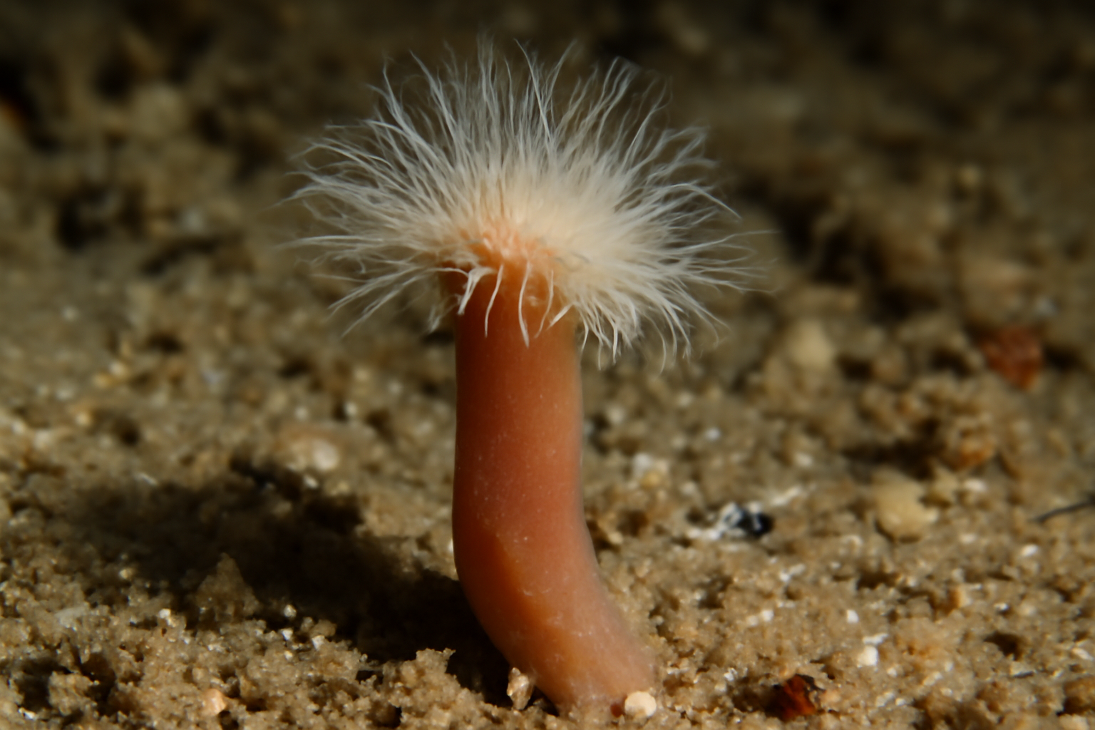 Flabelligena
