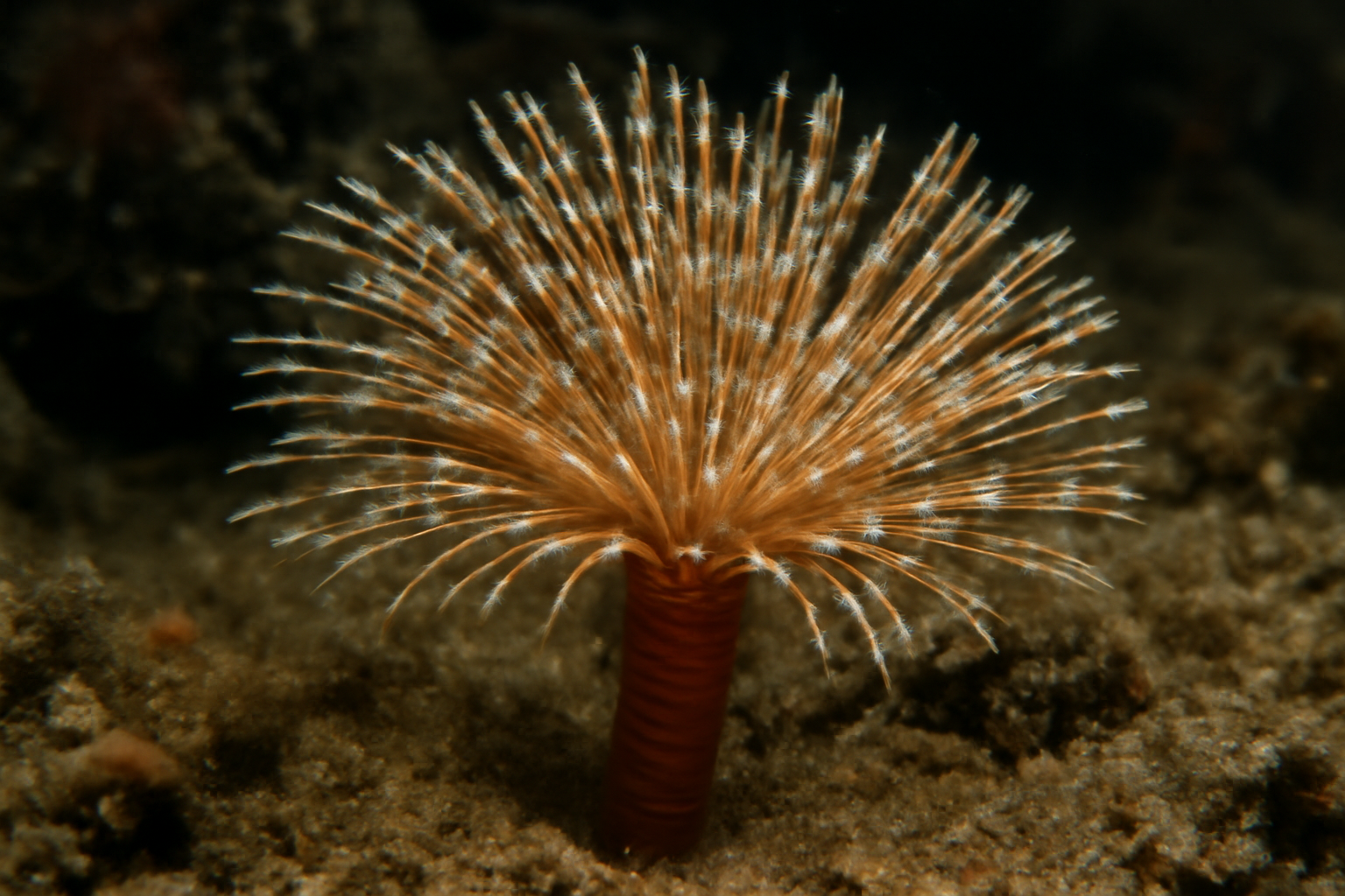 Piromis