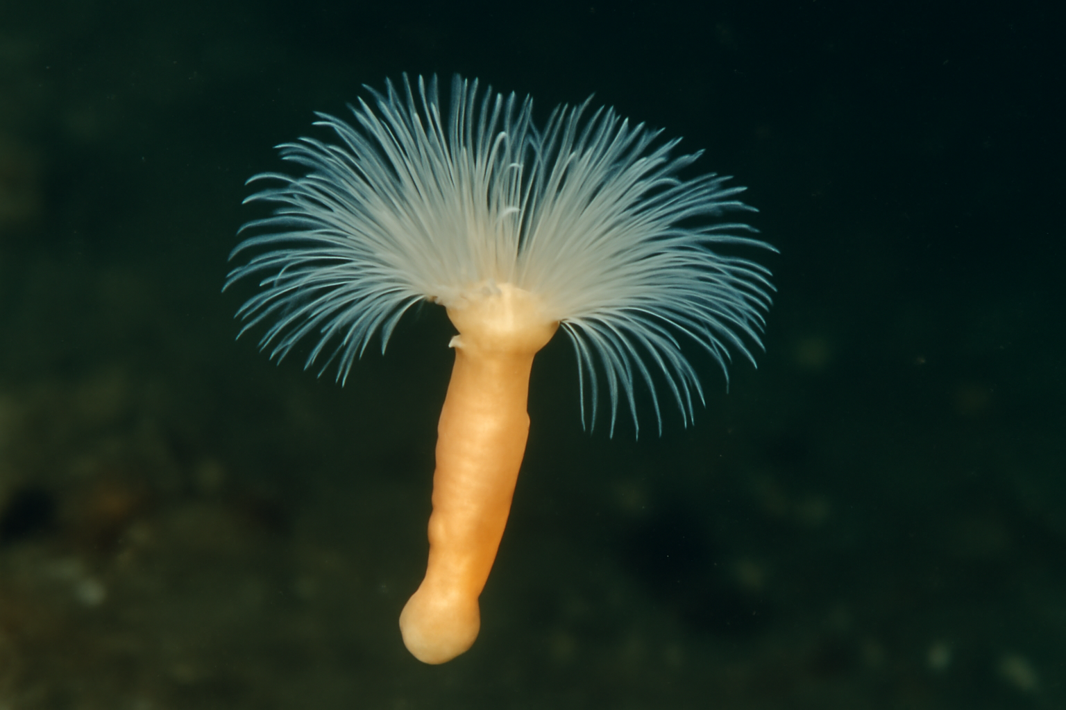 Poeobiella