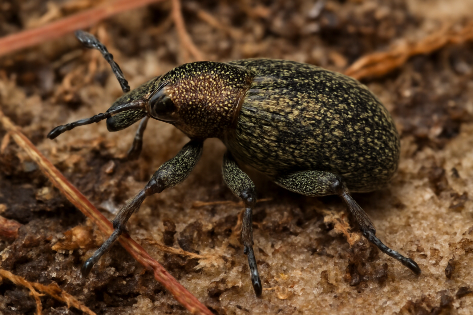 Semiodera