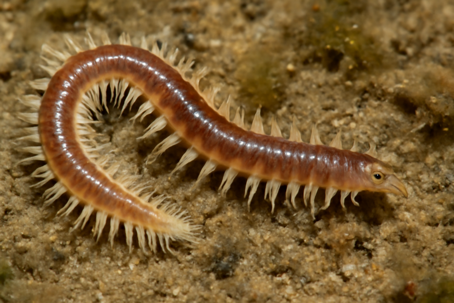 Gallardoneris