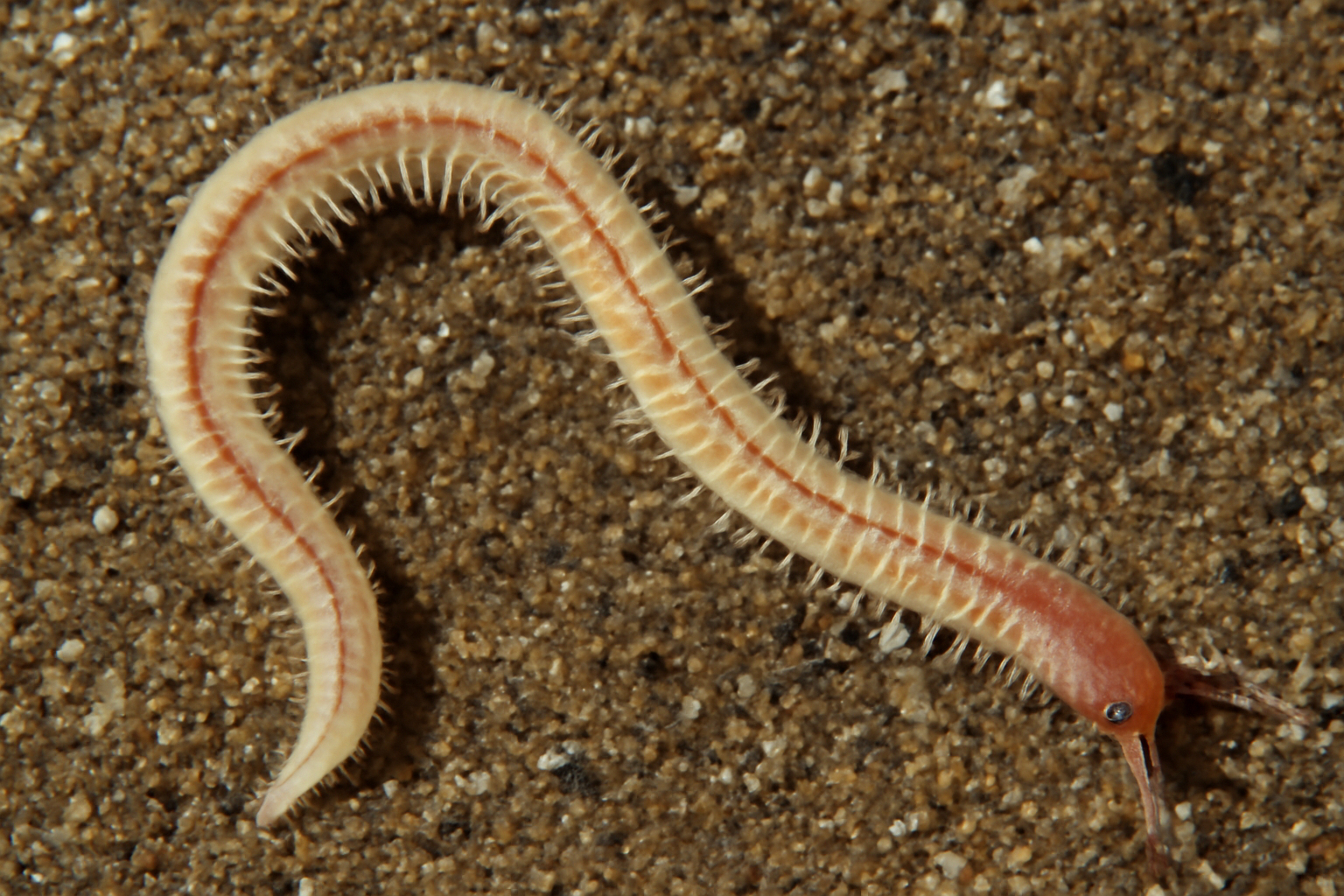 Lumbrinerides