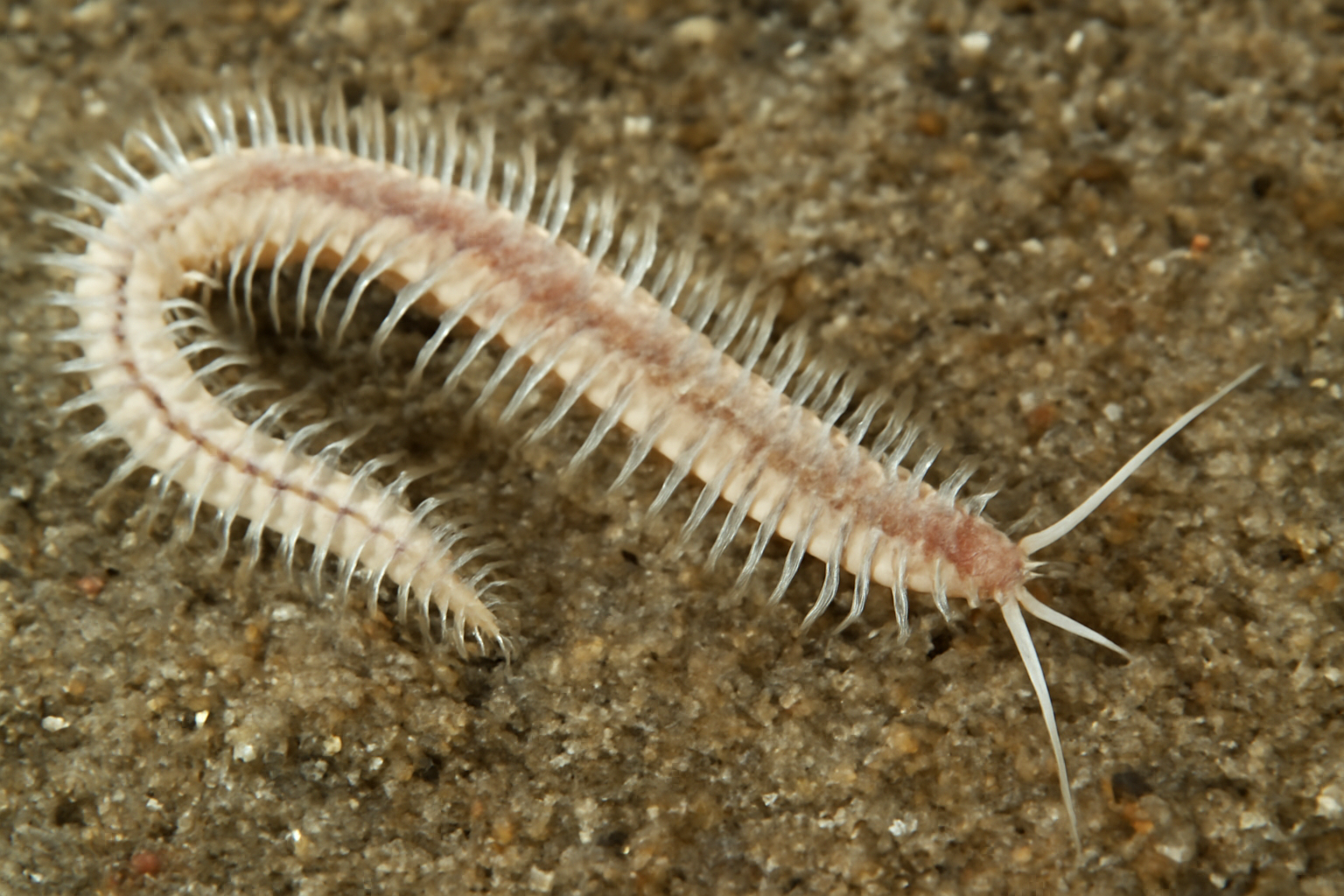 Scolelepis