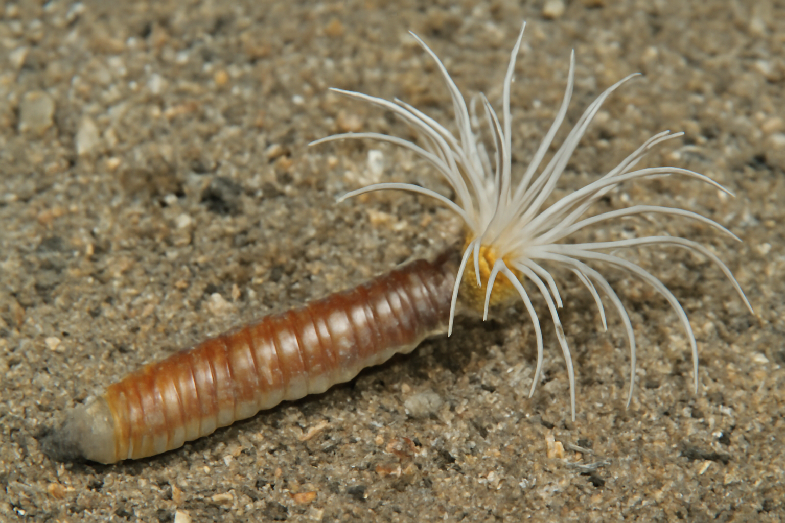 Clymenura