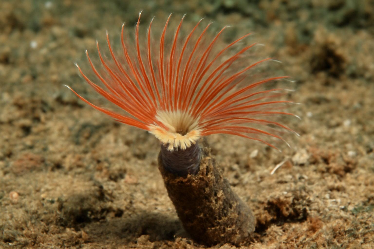 Leioclymenella