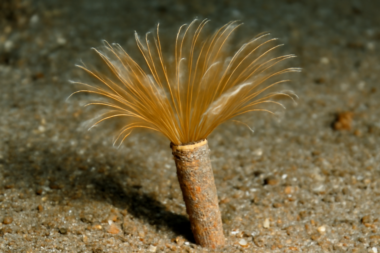 Pectinaria