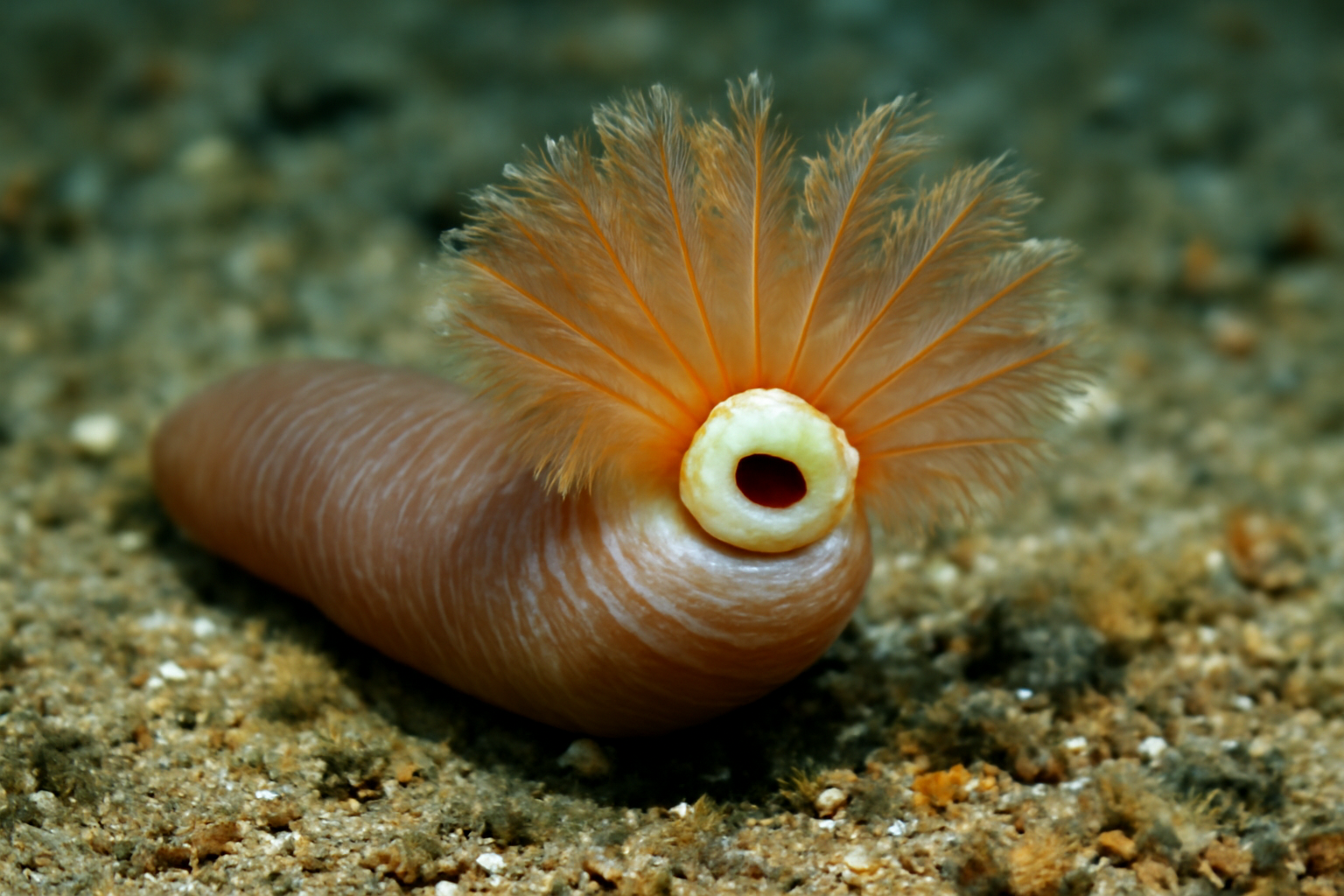 Petaloproctus