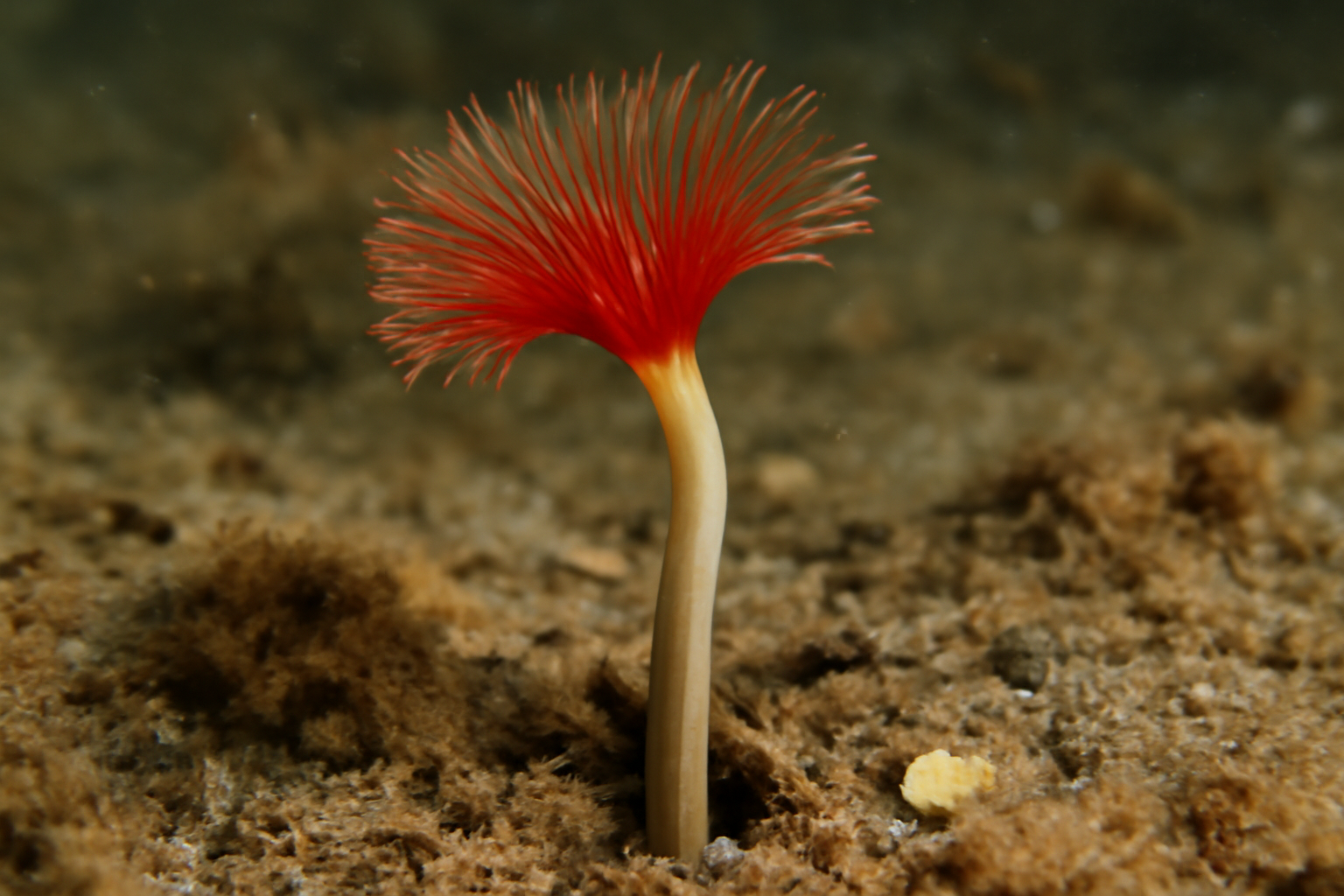Siboglinum