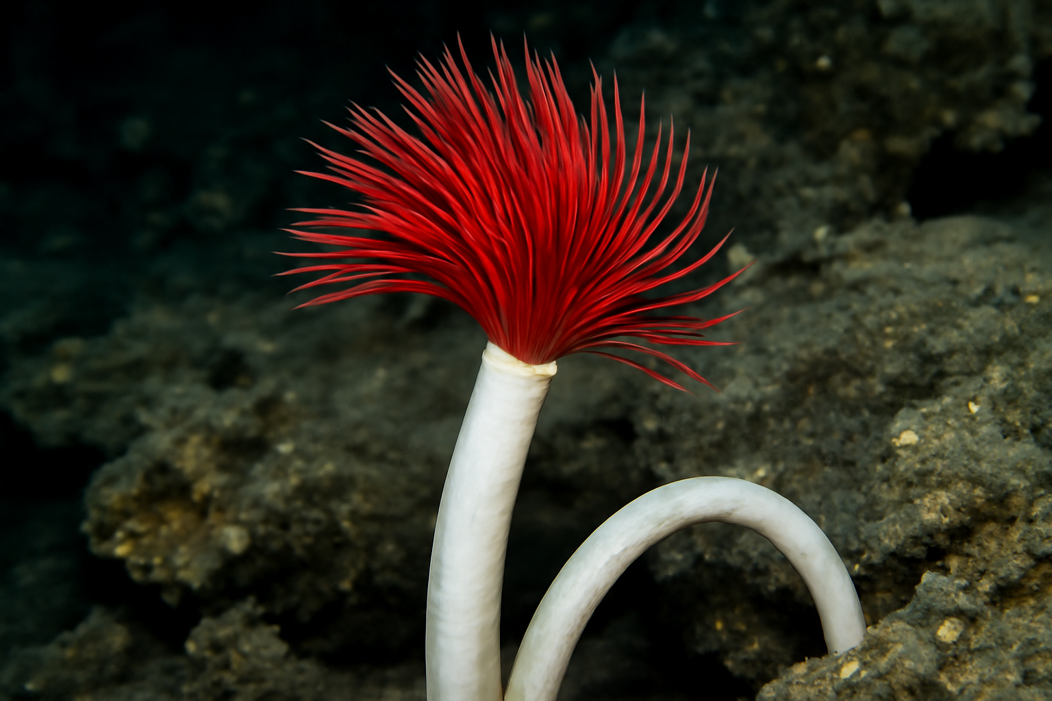 Lamellibrachia