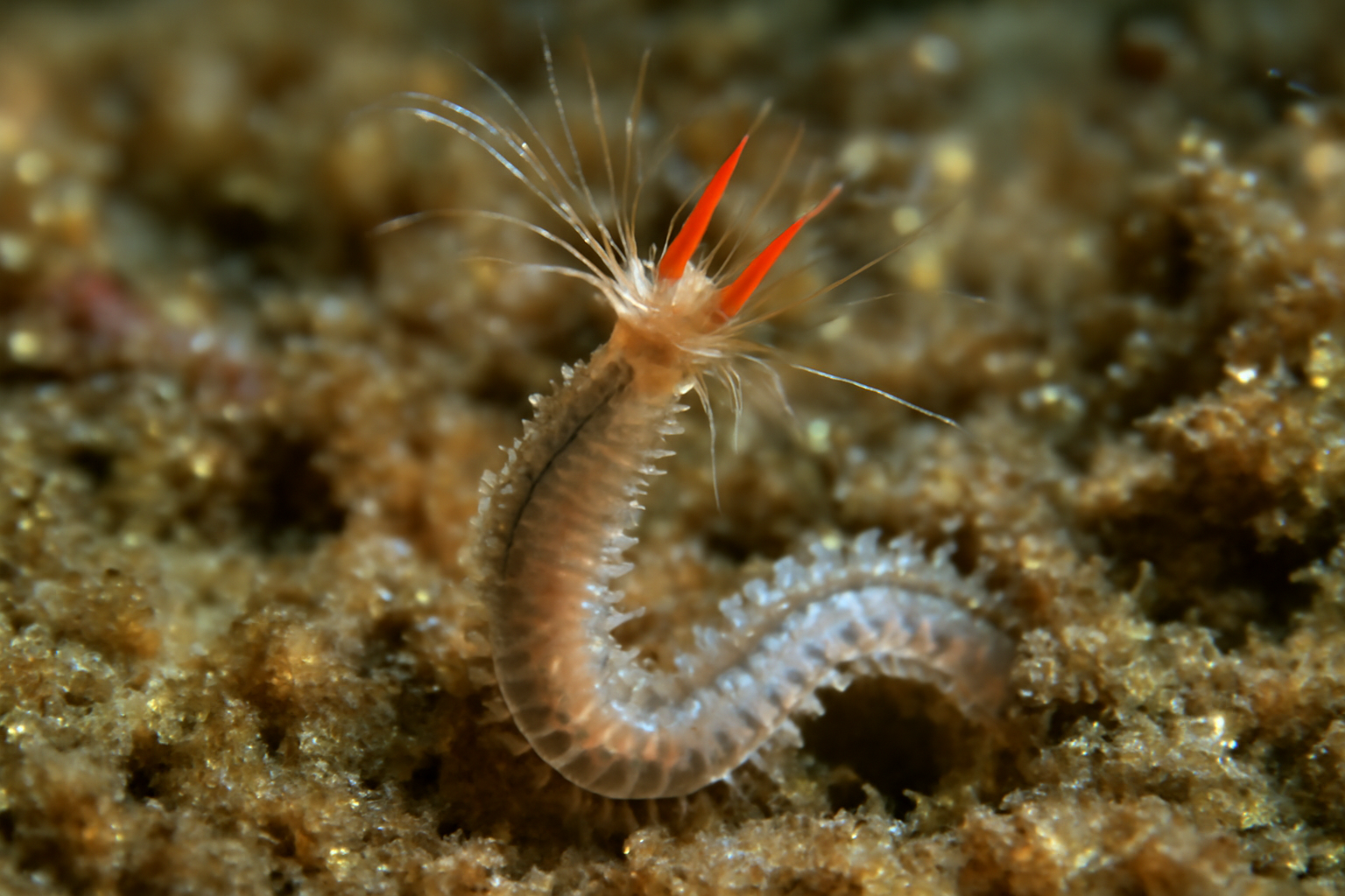 Polydora