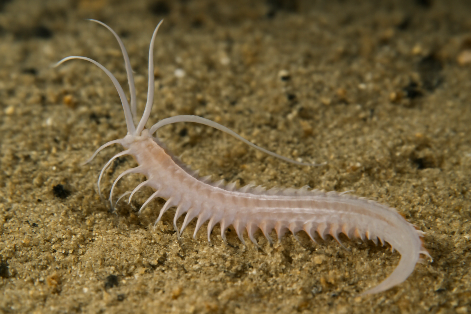 Prionospio