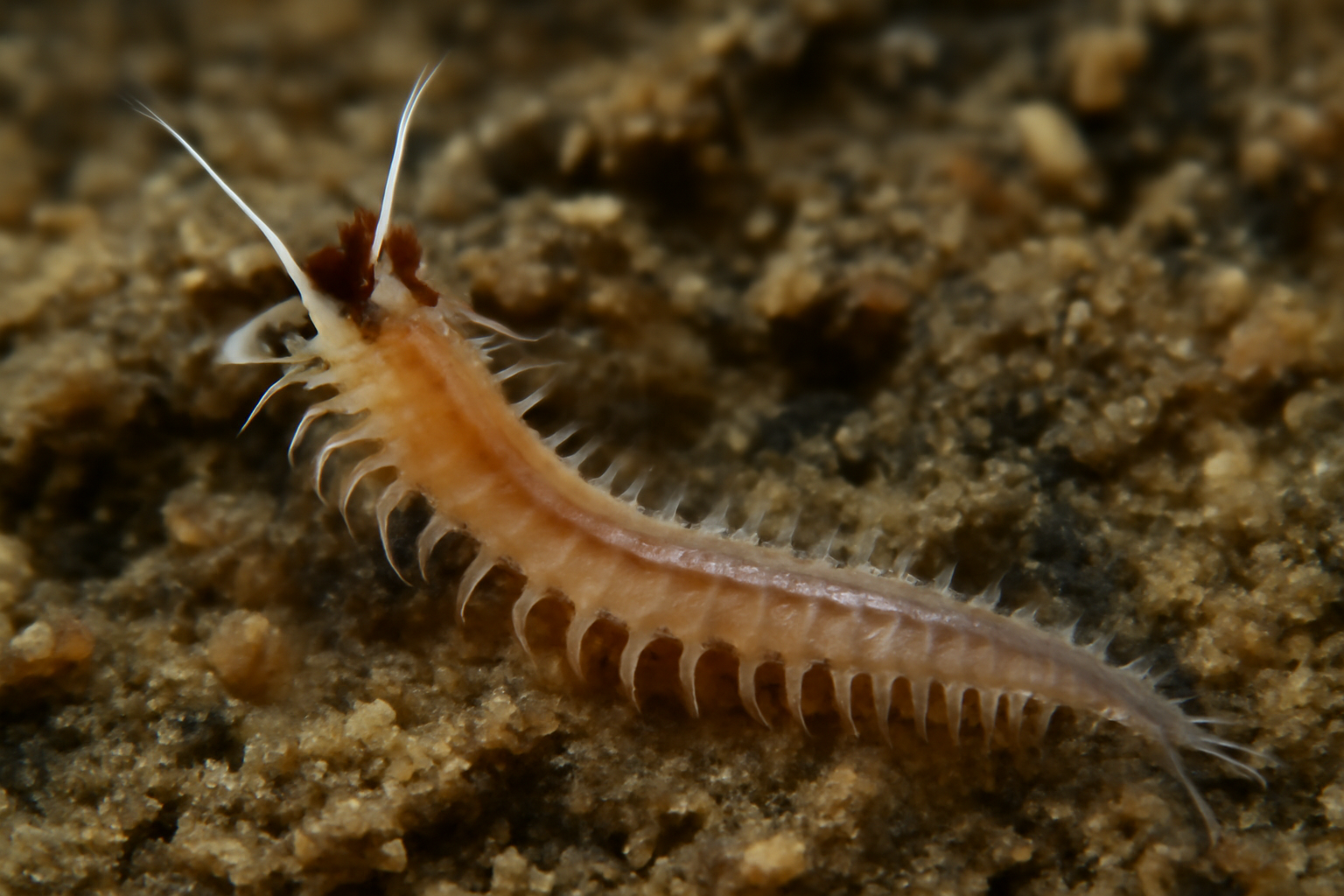 Pseudopolydora
