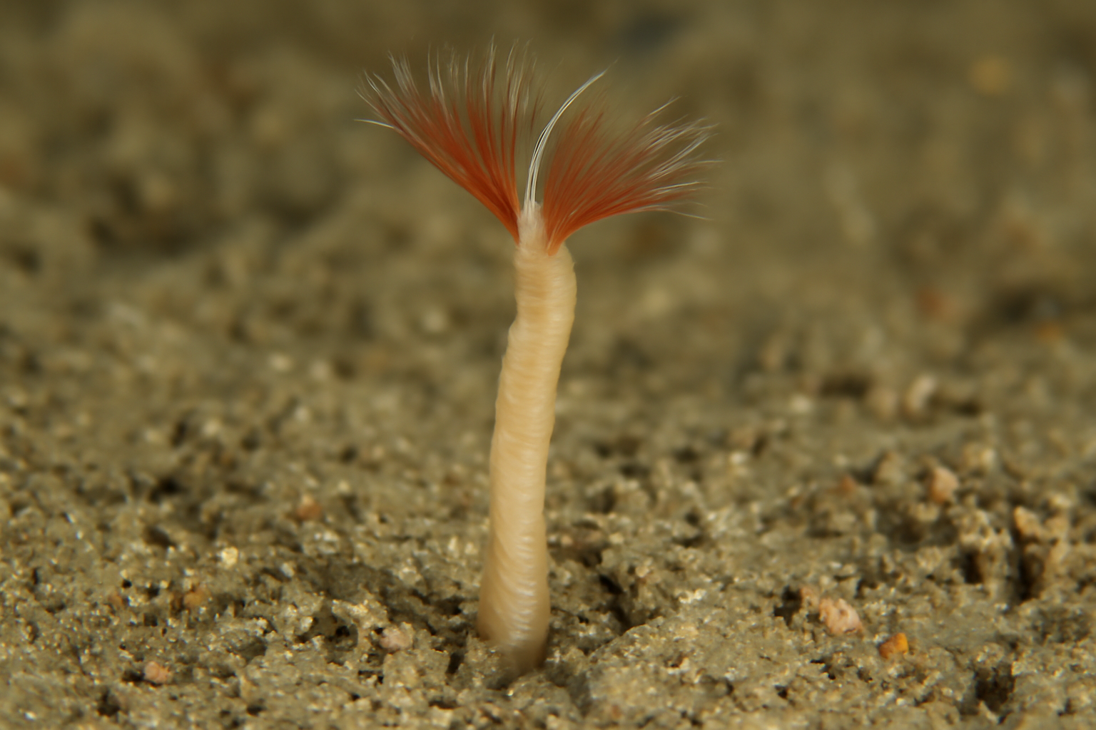 Pygospio