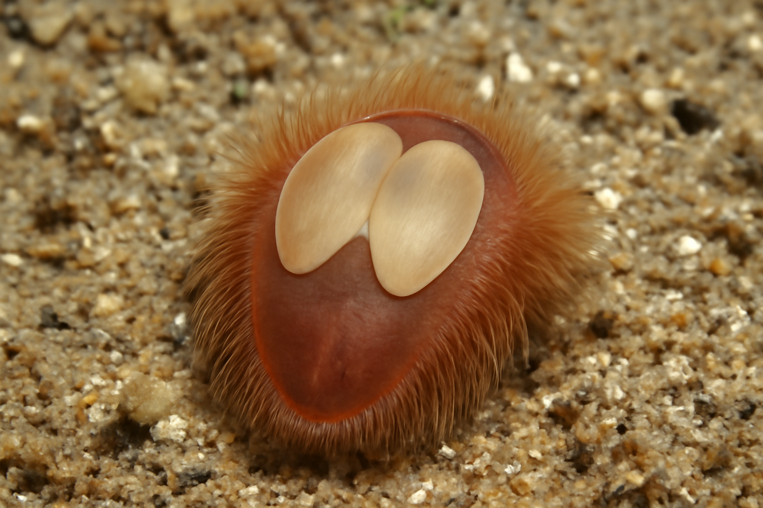 Sternaspis