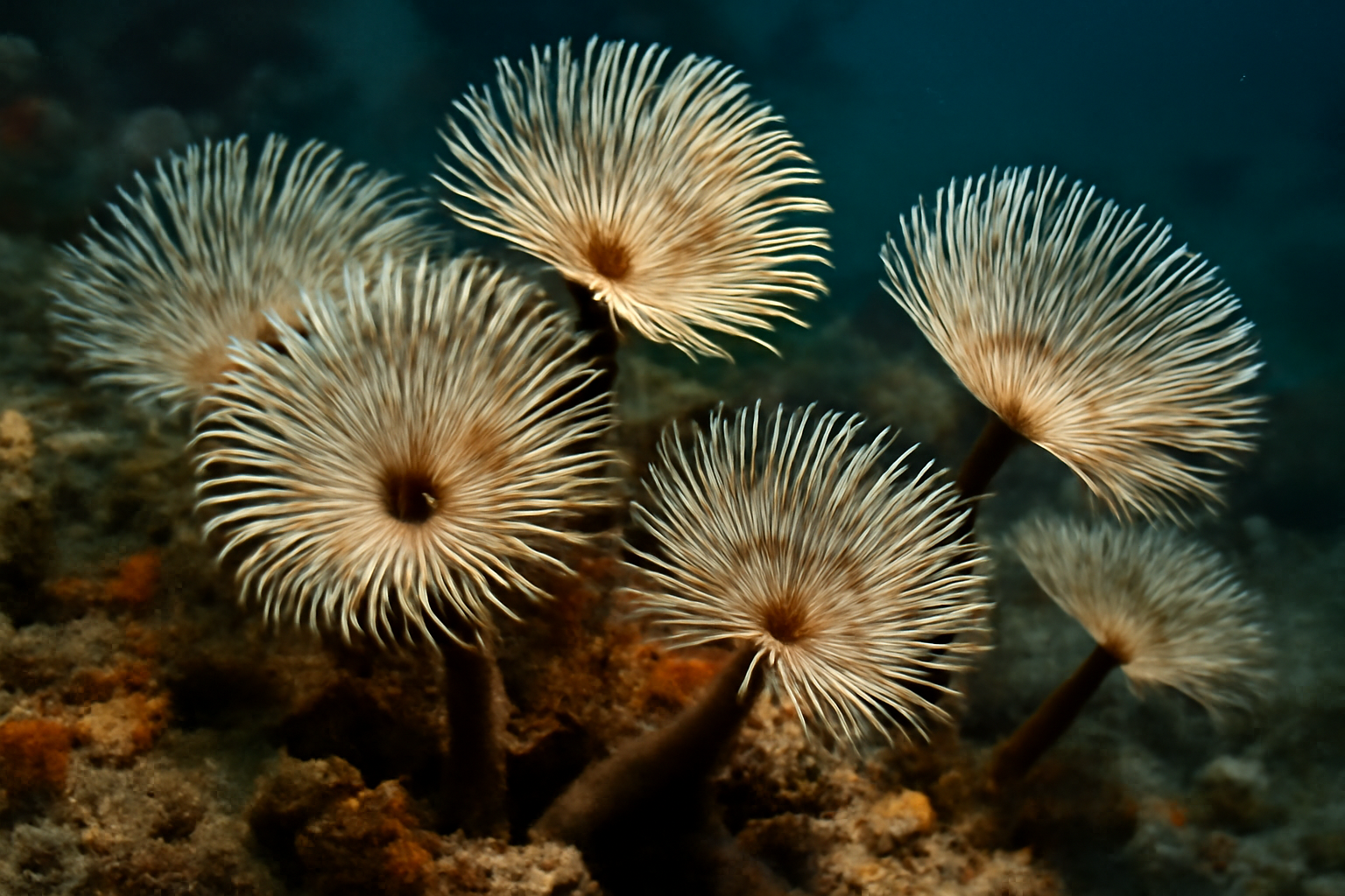 Feather Duster Worms