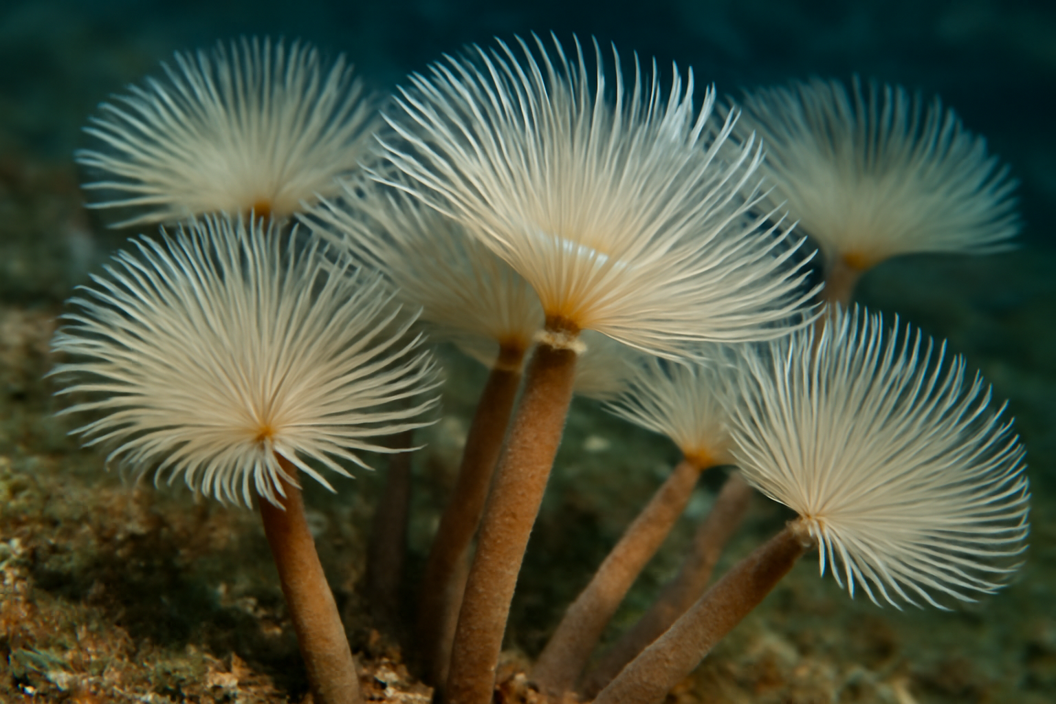 Tube Worms