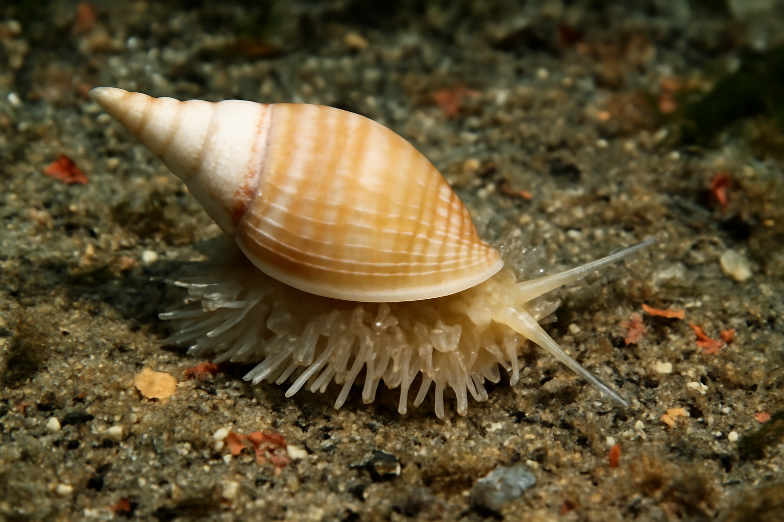 Amaea