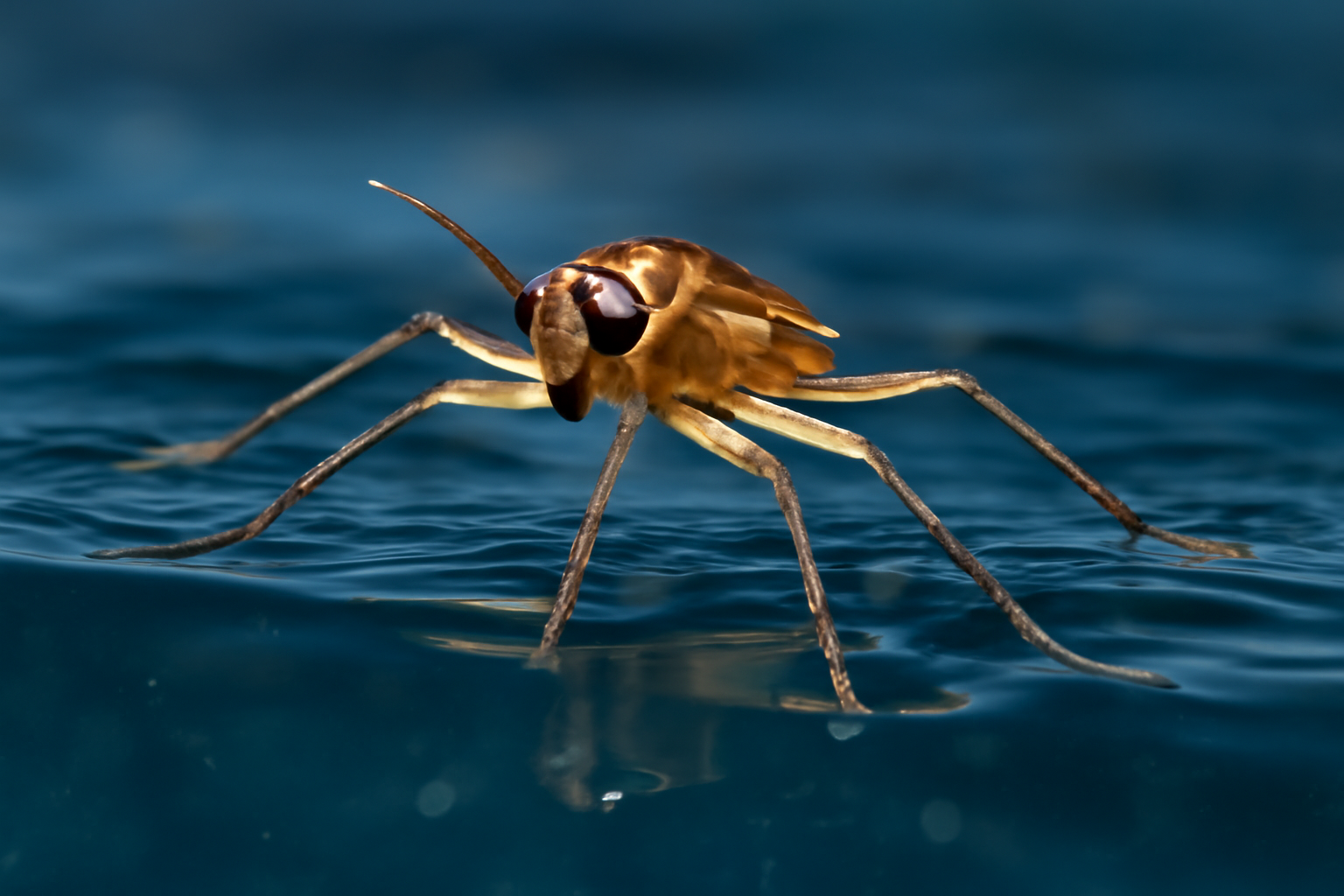 Halopates