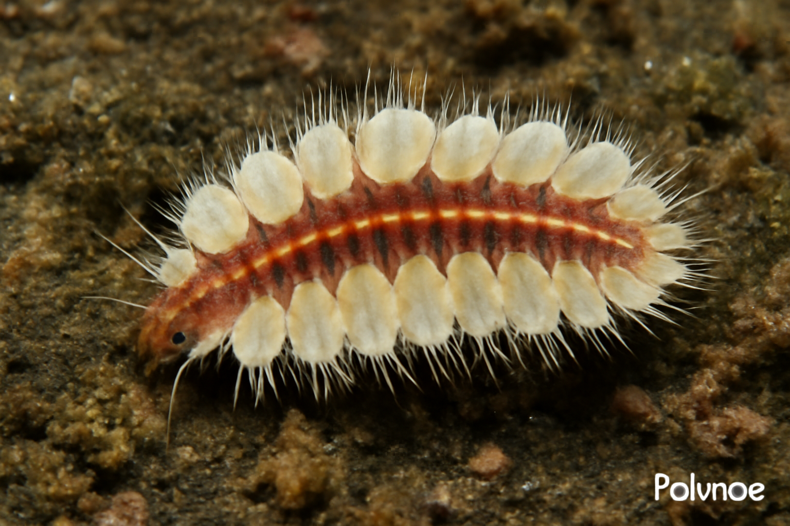 Polynoe