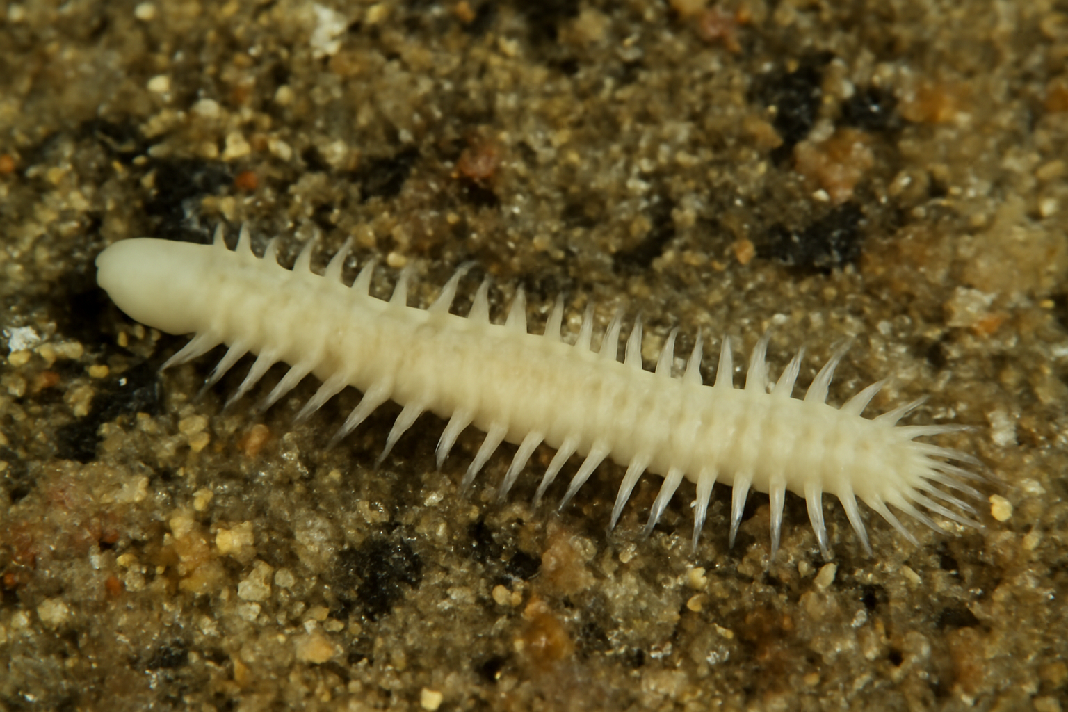 Fauveliopsis Worms