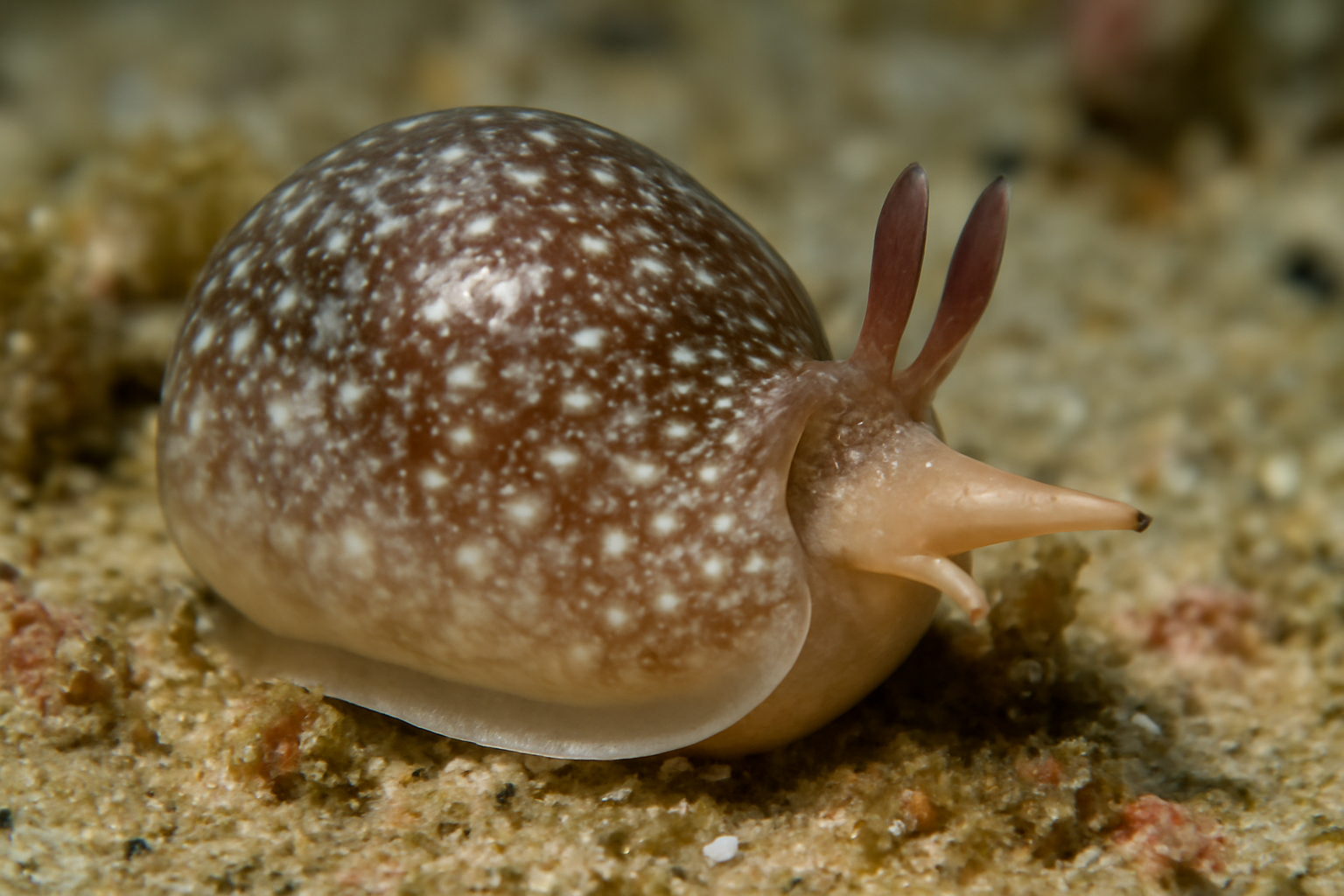 Rhynchalciopa