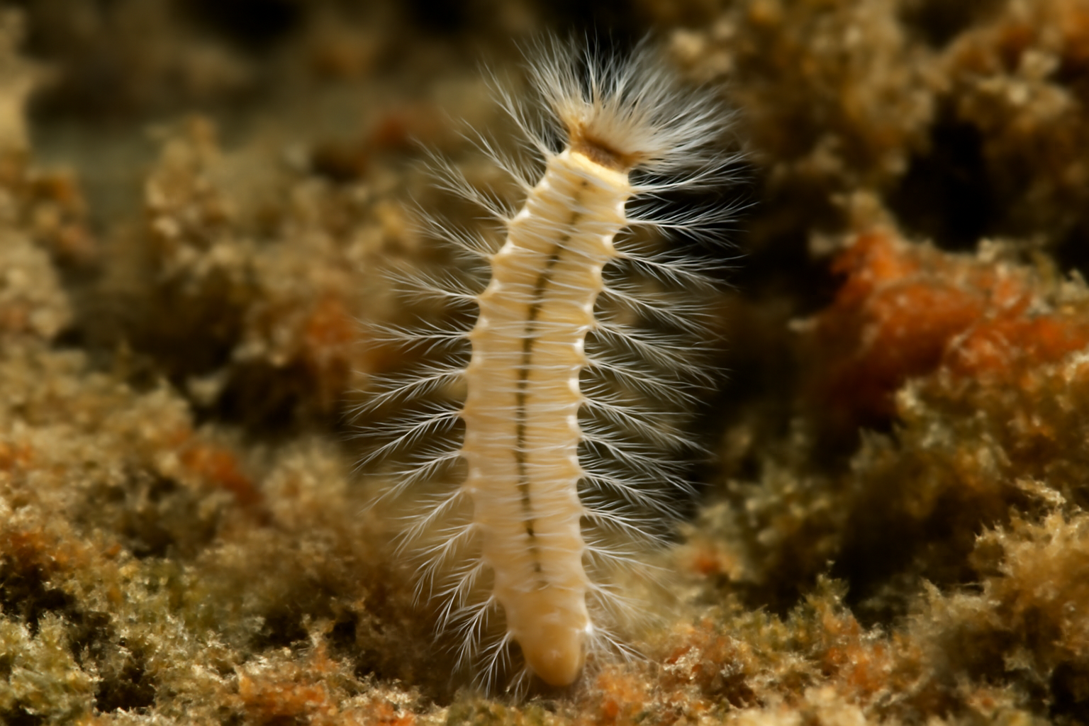 Thalassochaetus