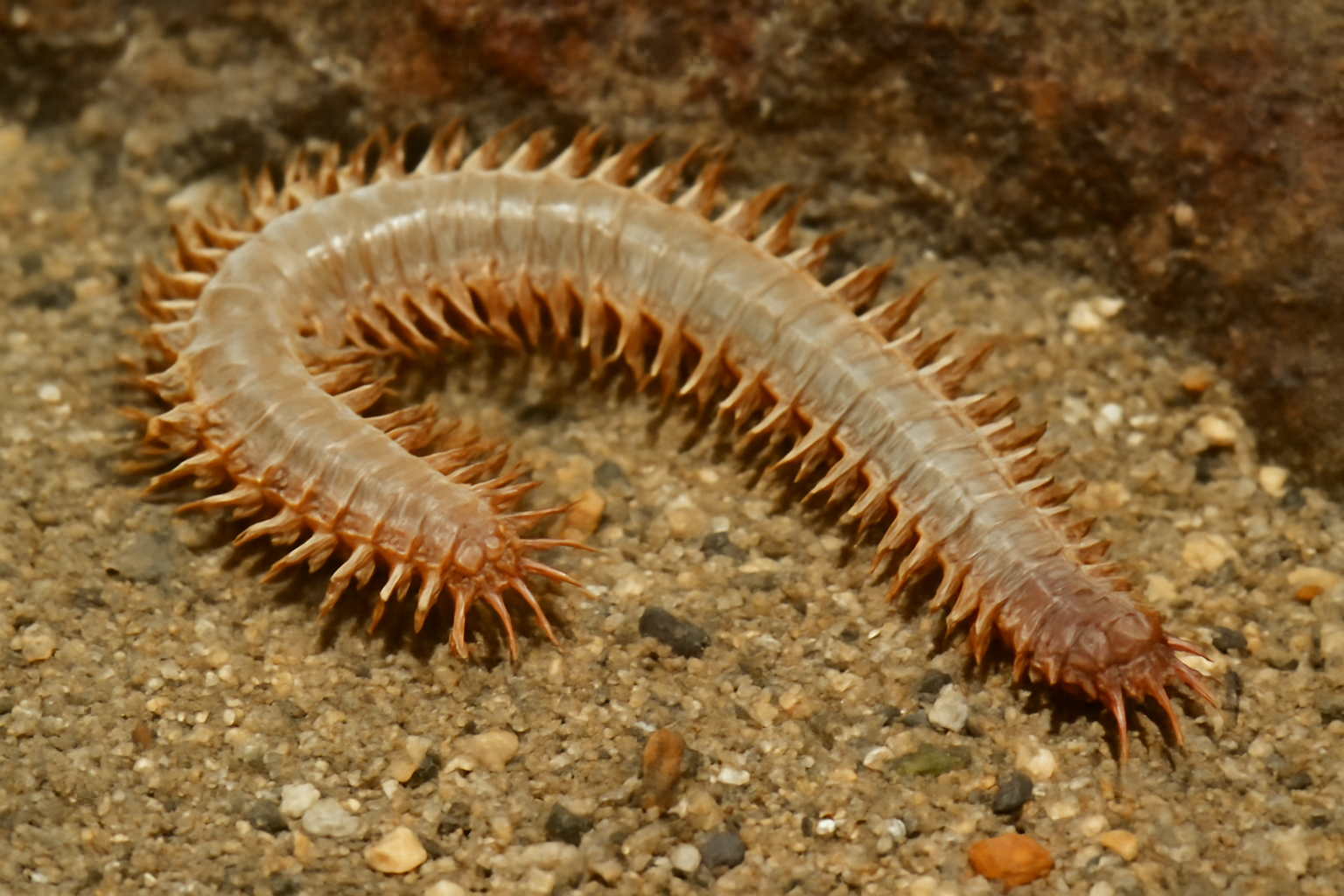 Aglaophamus