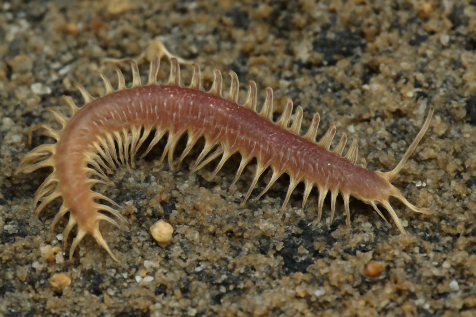 Eunephtys