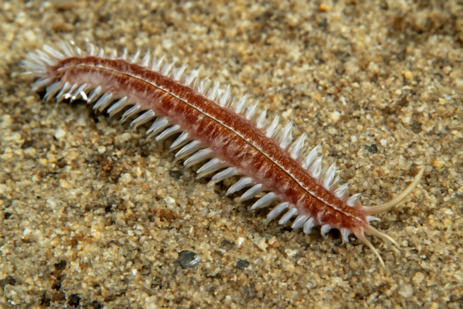 Micronephthys