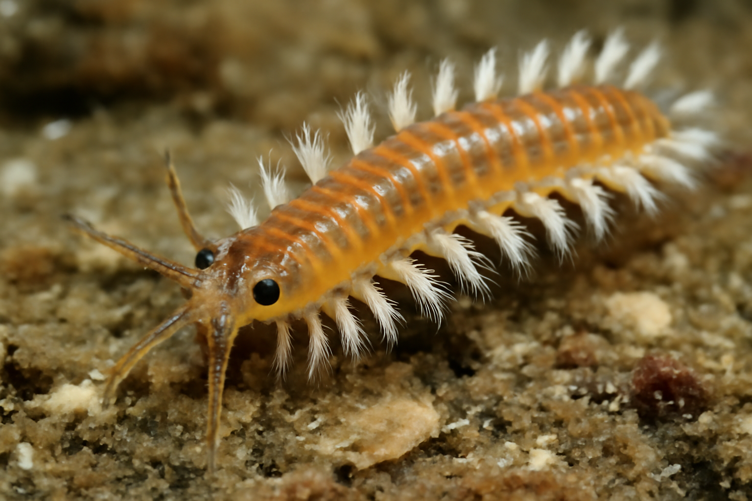 Nicidion