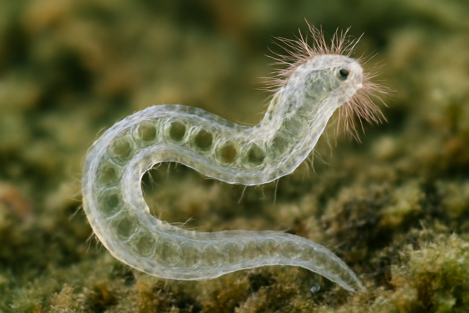 Aeolosoma