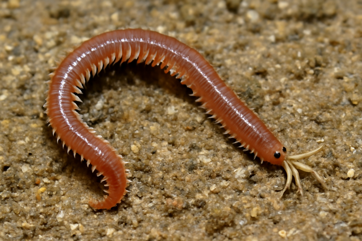 Lumbrineris