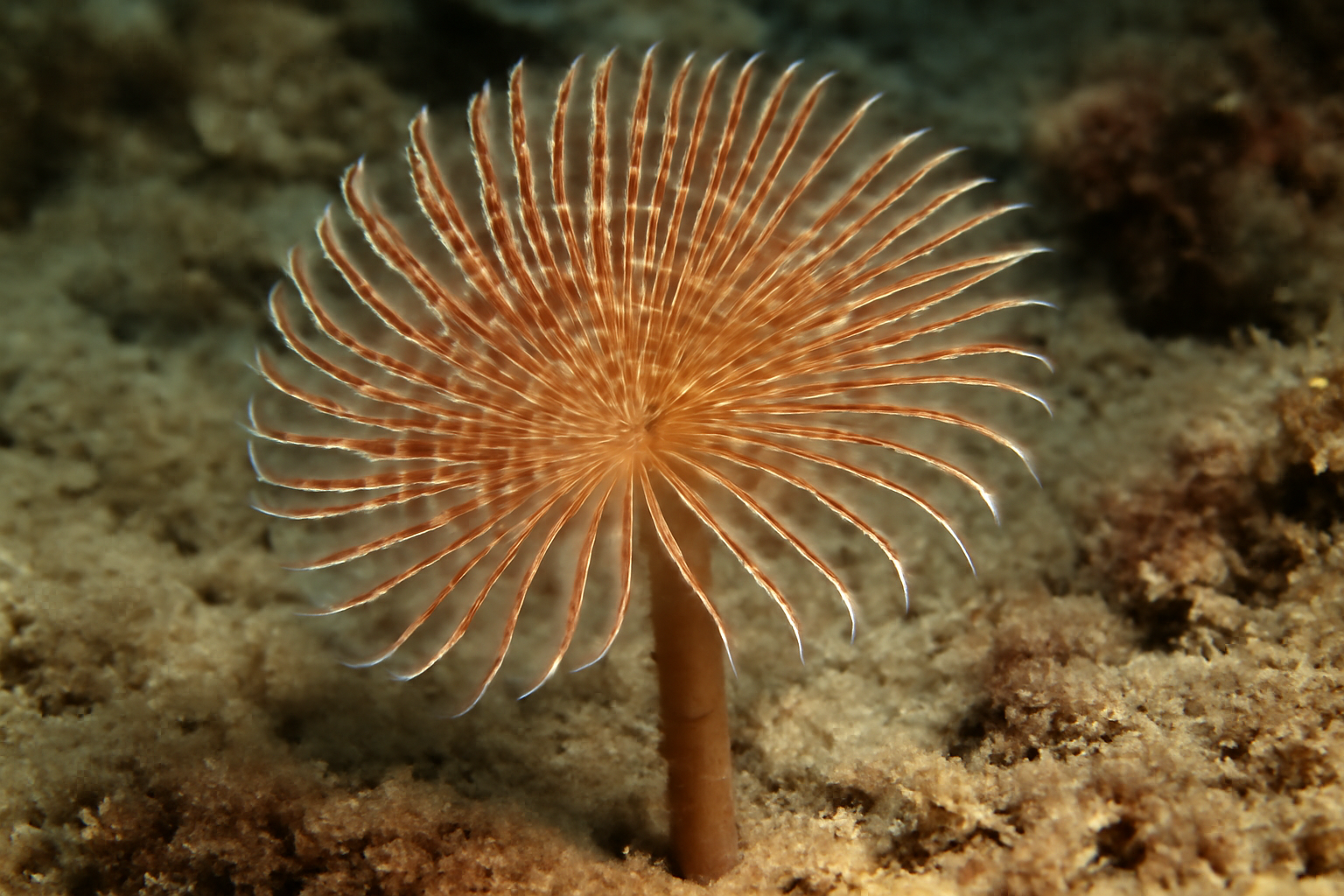 Branch Worms