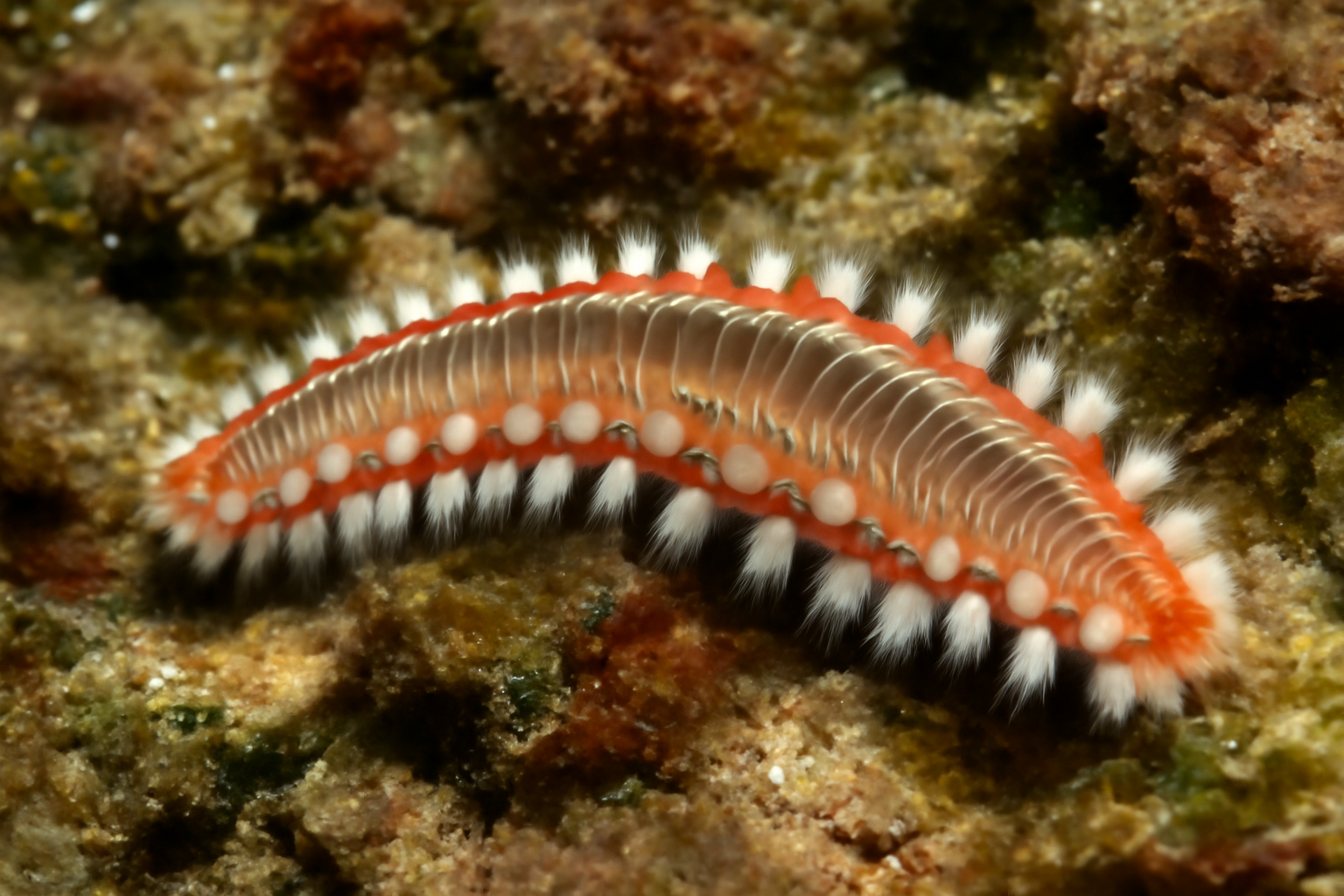 Fireworms