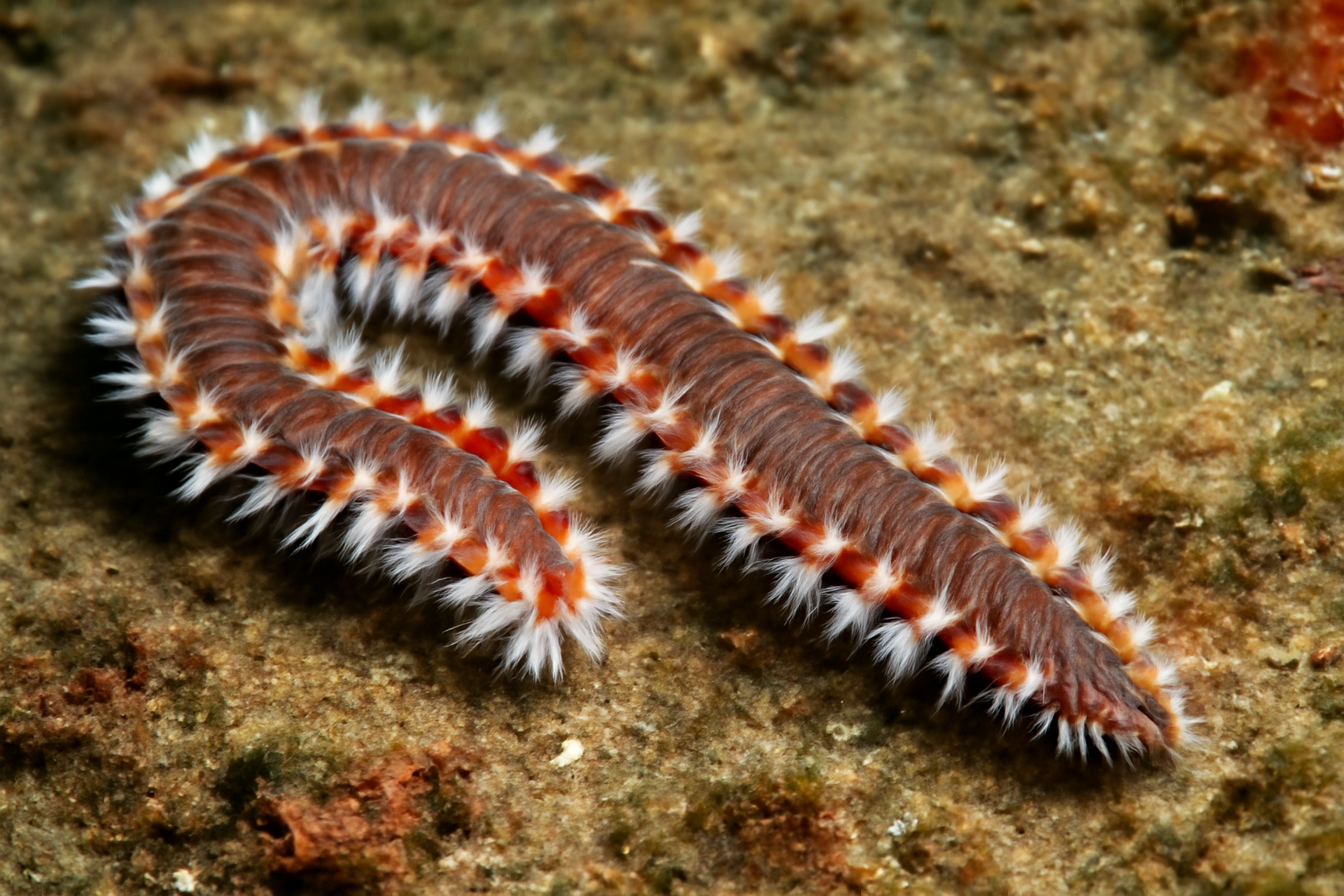 Pherecardia