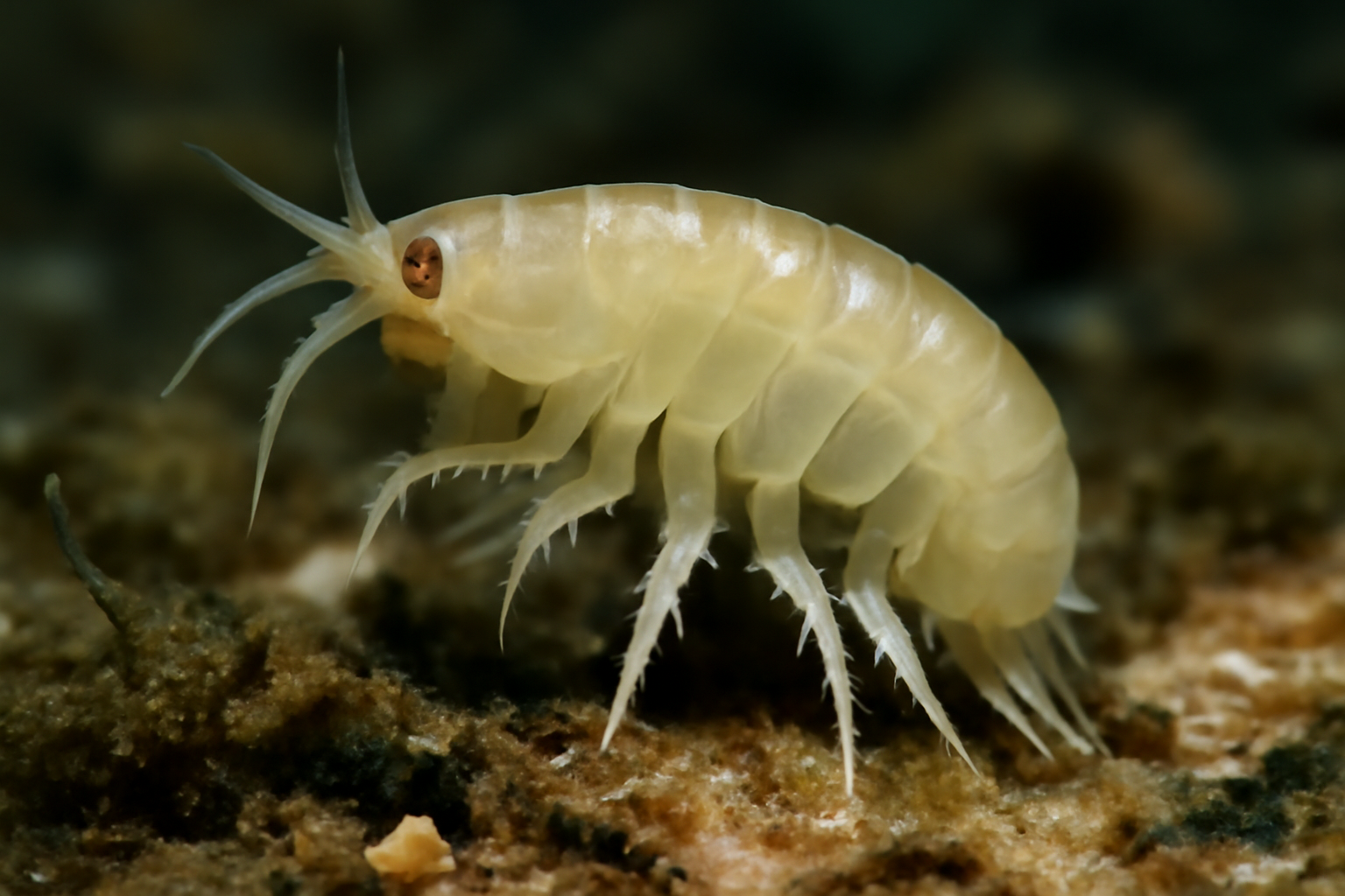 Biancolina