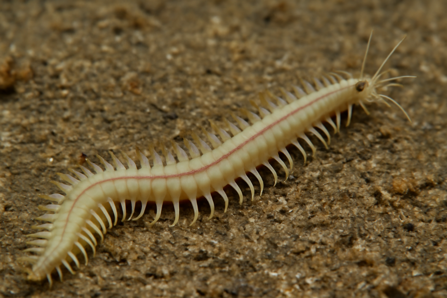 Kinbergonuphis