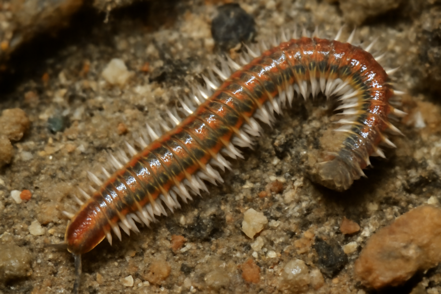 Arabellona
