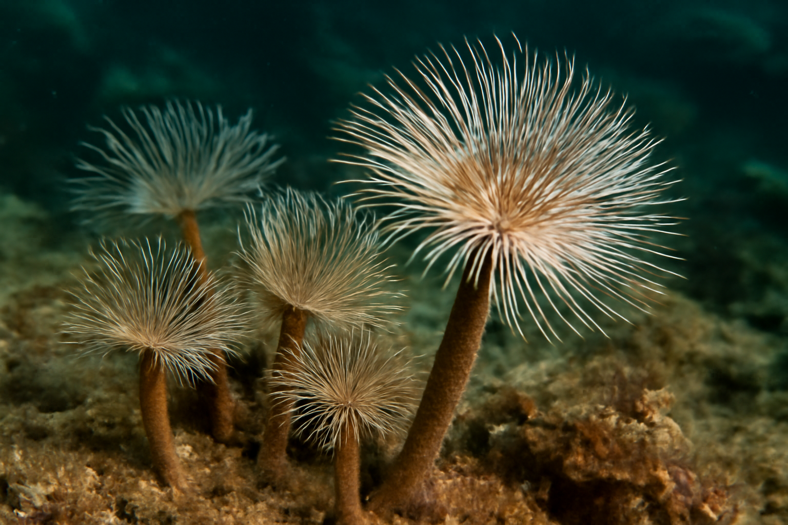 Feather Duster Worms