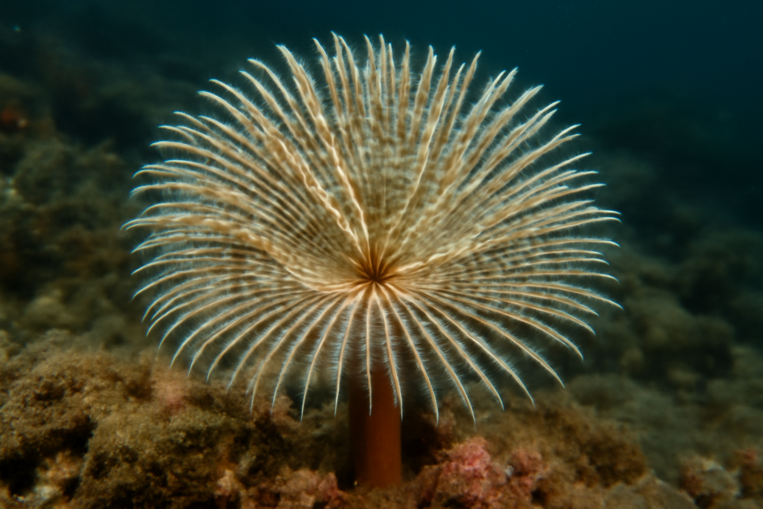 Social Feather Duster