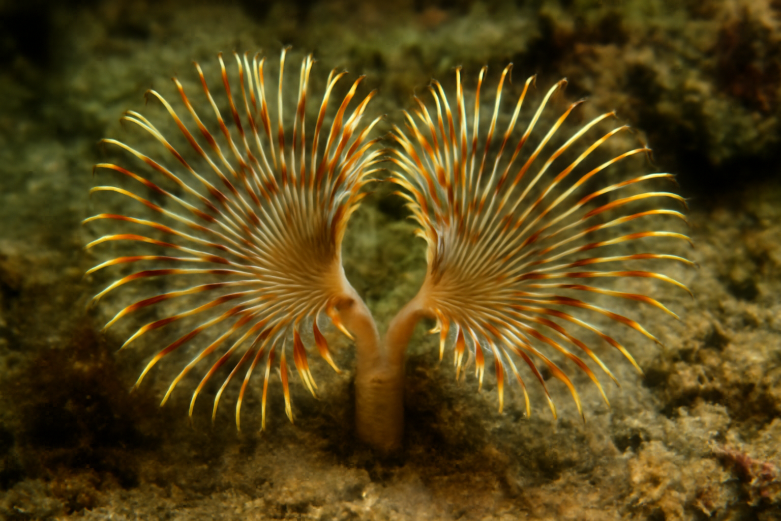 Split Feather Duster