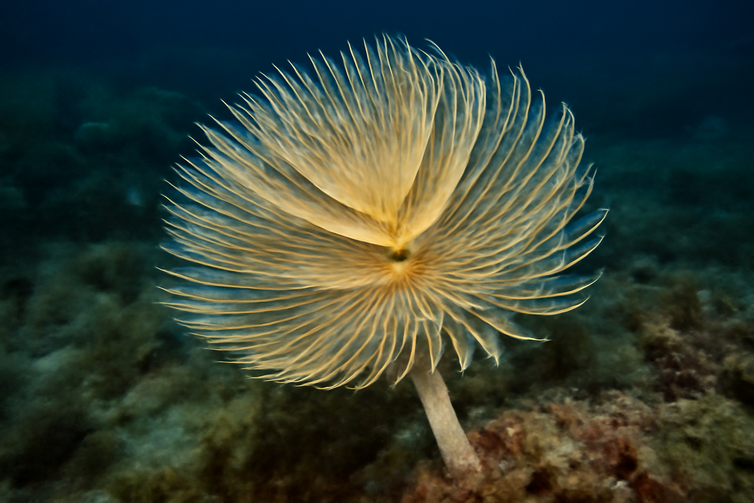 European Fan Worm