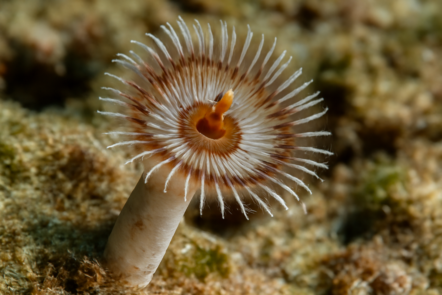 Calcisabella