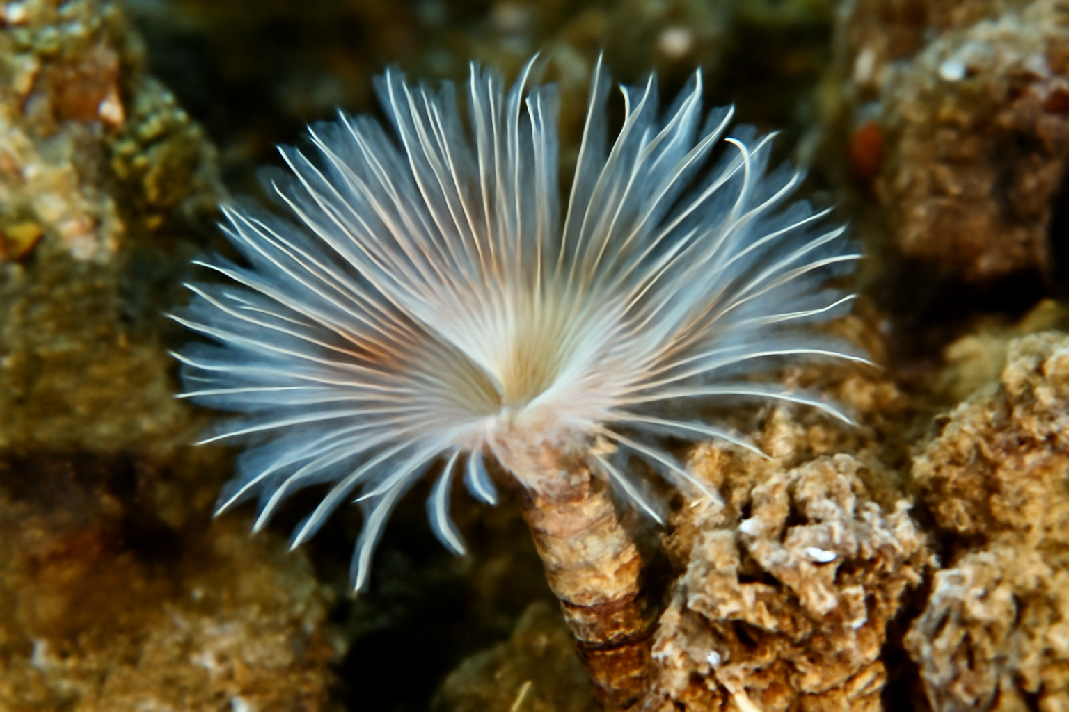 Ficopomatus