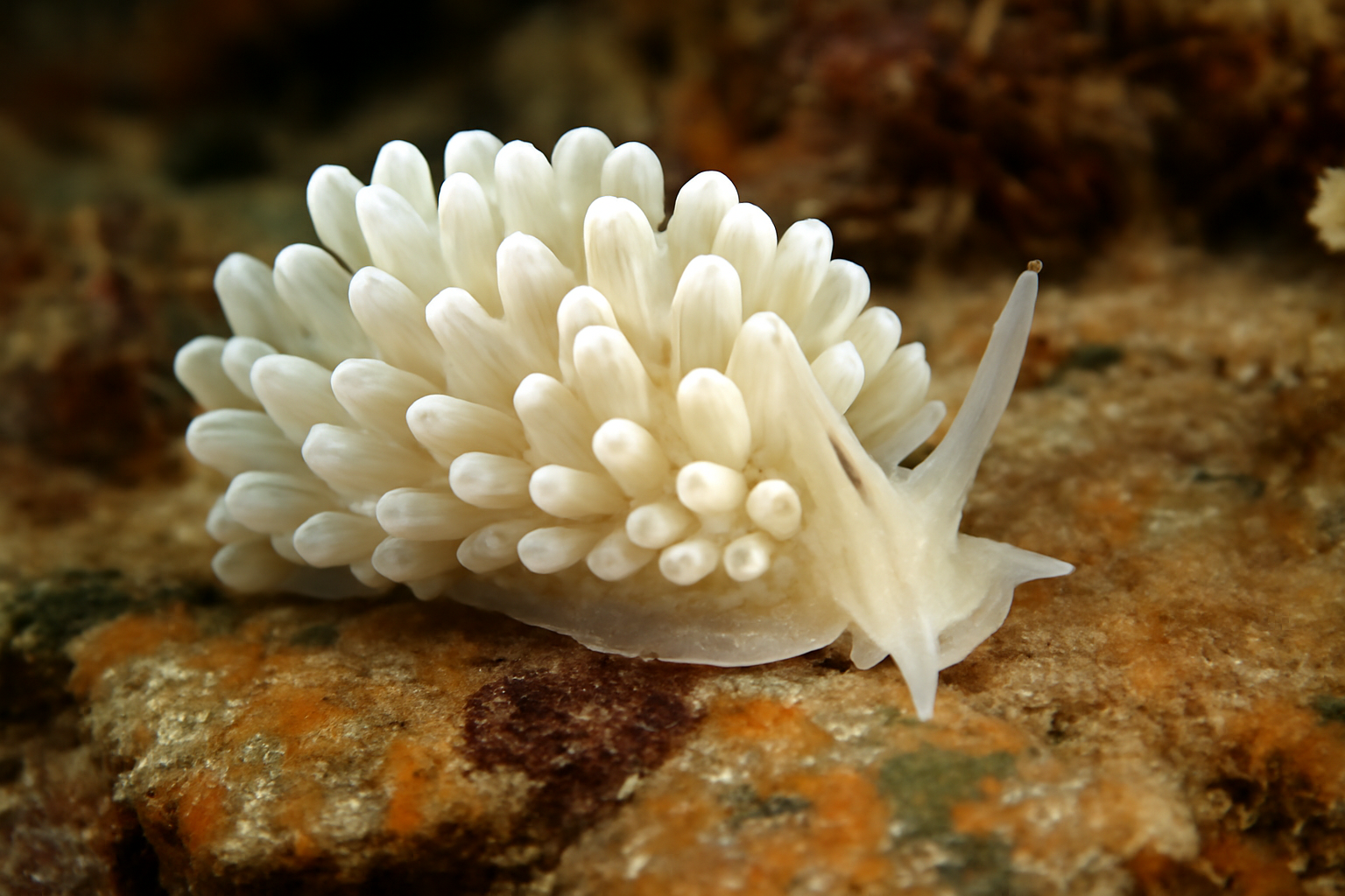 Josephella