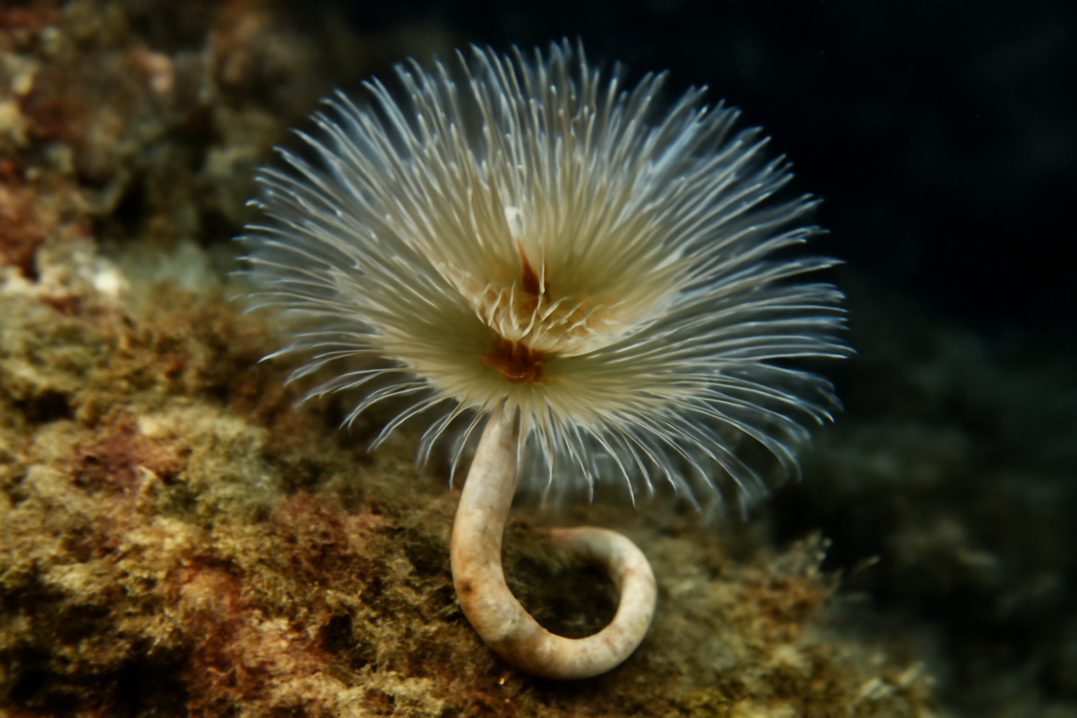 Pomatoceros
