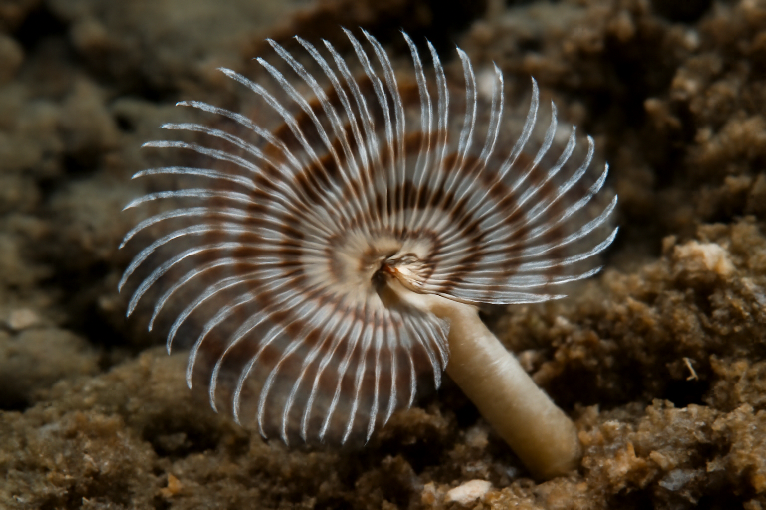 Pomatoleios