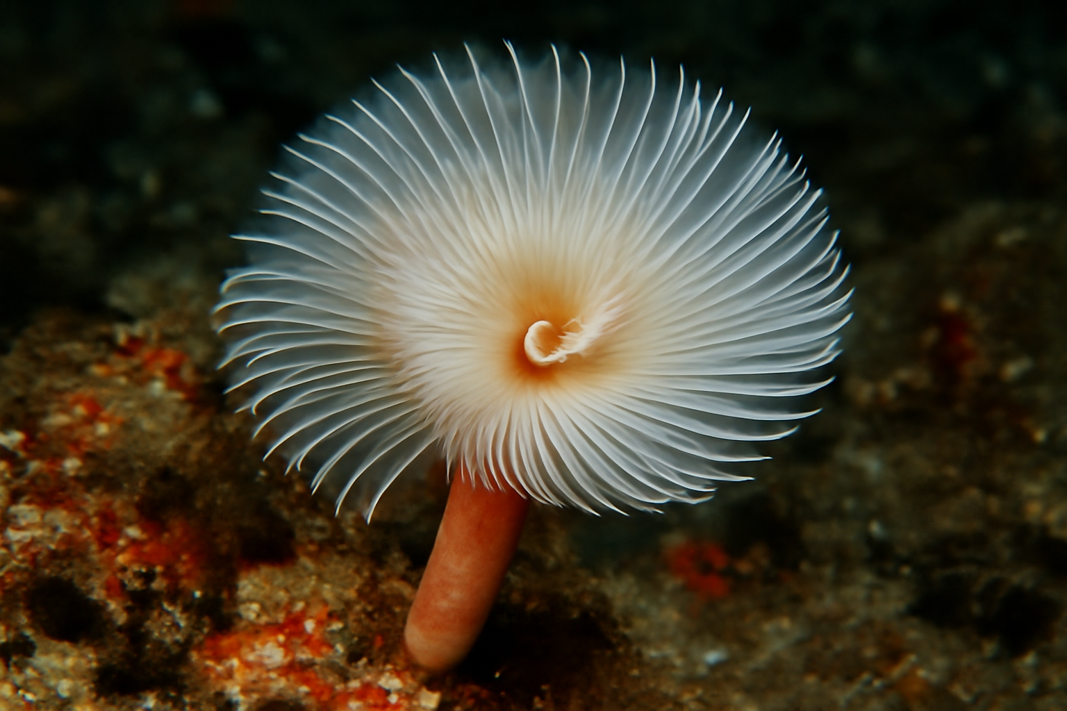 Protula